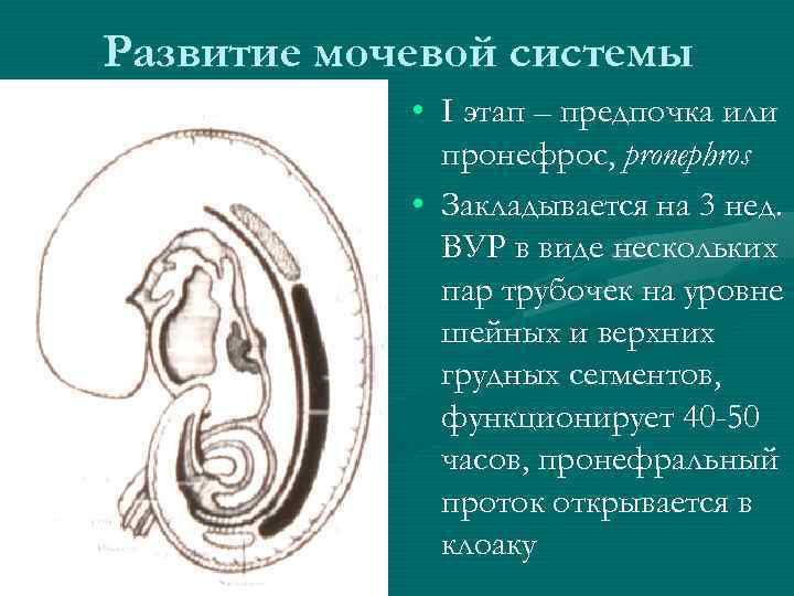 Развитие мочевой системы • I этап – предпочка или пронефрос, pronephros • Закладывается на