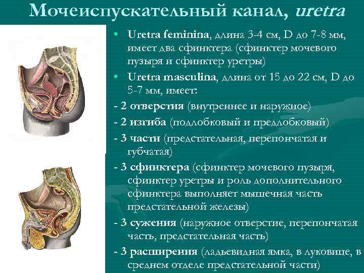 Мочеиспускательный канал, uretra • Uretra feminina, длина 3 -4 см, D до 7 -8