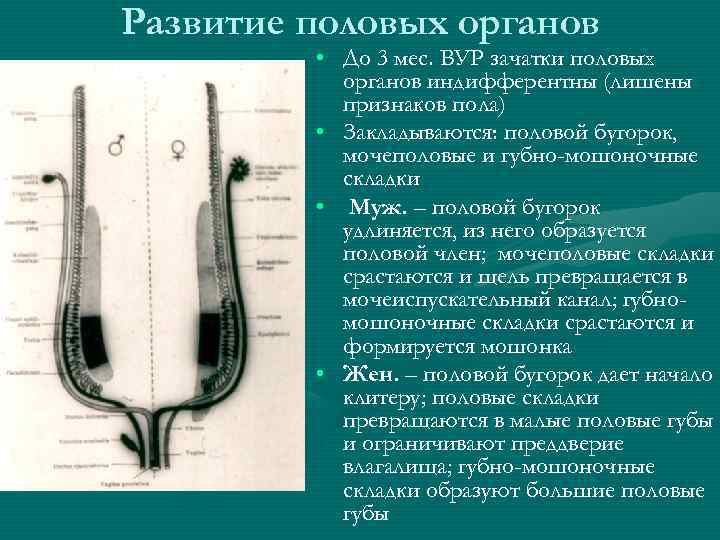 Развитие половых органов • До 3 мес. ВУР зачатки половых органов индифферентны (лишены признаков