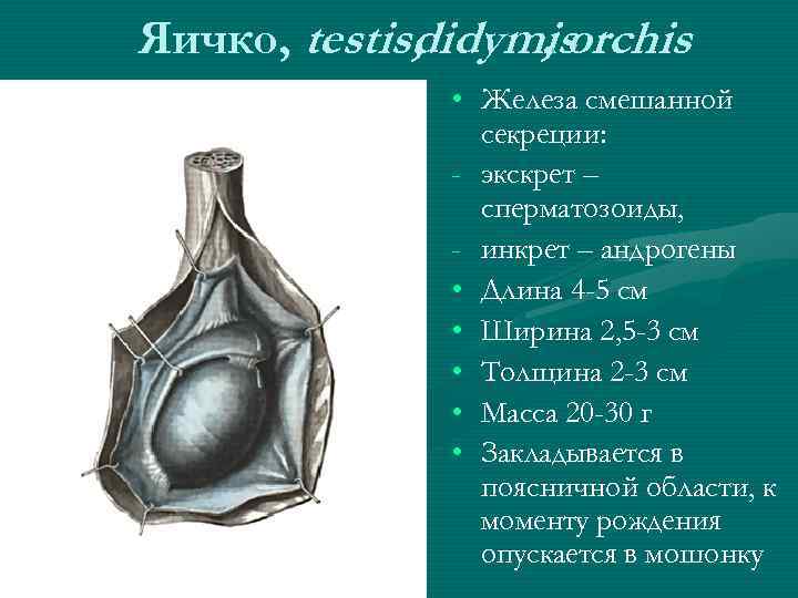 Яичко, testis, didymis , orchis • Железа смешанной секреции: - экскрет – сперматозоиды, -