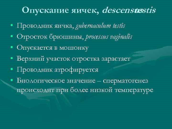 Опускание яичек, descensus testis • • • Проводник яичка, gubernaculum testis Отросток брюшины, processus