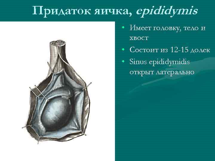 Придаток яичка, epididymis • Имеет головку, тело и хвост • Состоит из 12 -15