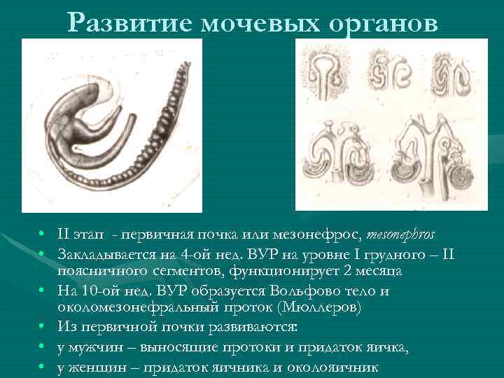 Развитие мочевых органов • II этап - первичная почка или мезонефрос, mesonephros • Закладывается