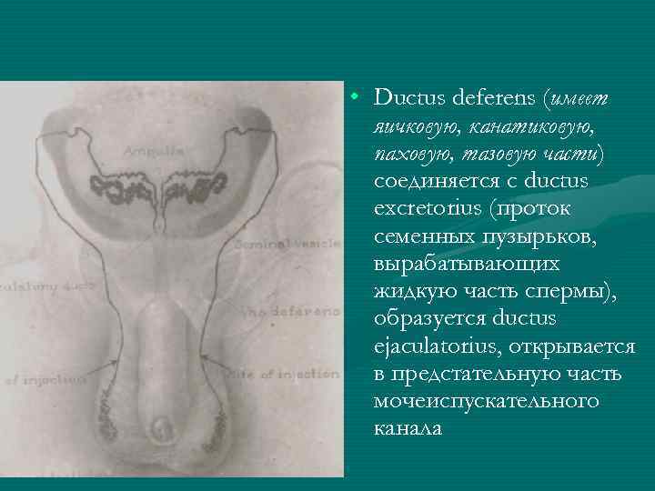 • Ductus deferens (имеет яичковую, канатиковую, паховую, тазовую части) соединяется с ductus excretorius