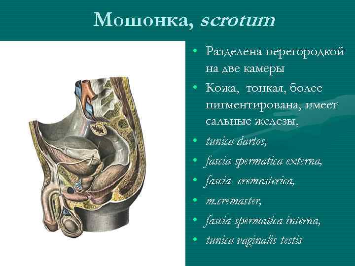 Мошонка, scrotum • Разделена перегородкой на две камеры • Кожа, тонкая, более пигментирована, имеет