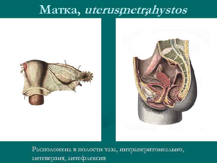 Матка, uterus, metrahystos , Расположена в полости таза, интраперитонеально, антеверзия, антефлексия 