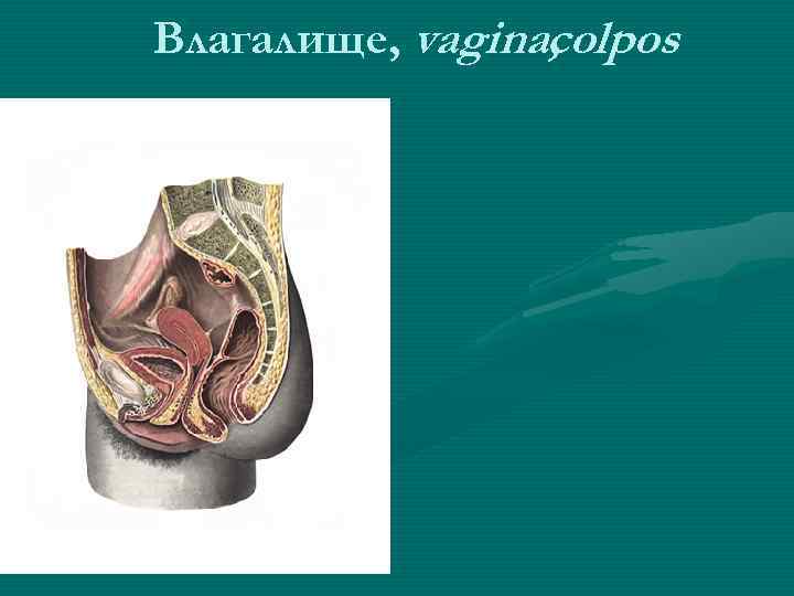 Влагалище, vagina, colpos 
