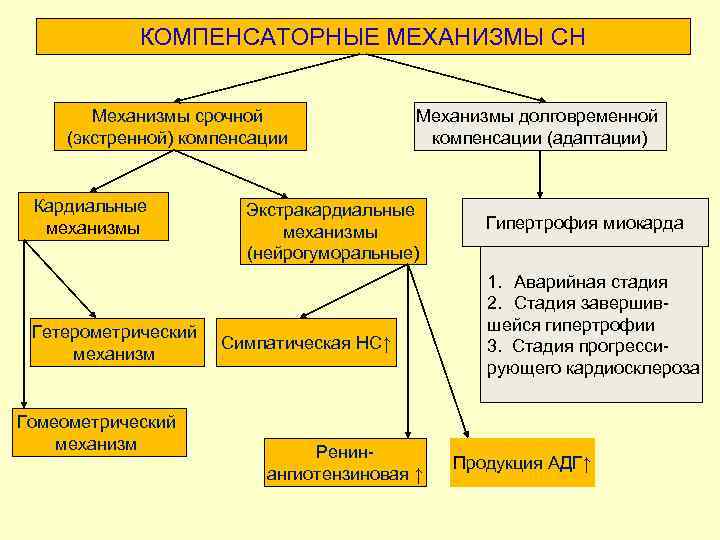 КОМПЕНСАТОРНЫЕ МЕХАНИЗМЫ СН Механизмы срочной (экстренной) компенсации Кардиальные механизмы Гетерометрический механизм Гомеометрический механизм Механизмы