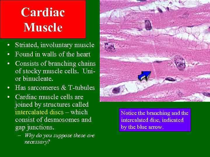 Cardiac Muscle • Striated, involuntary muscle • Found in walls of the heart •