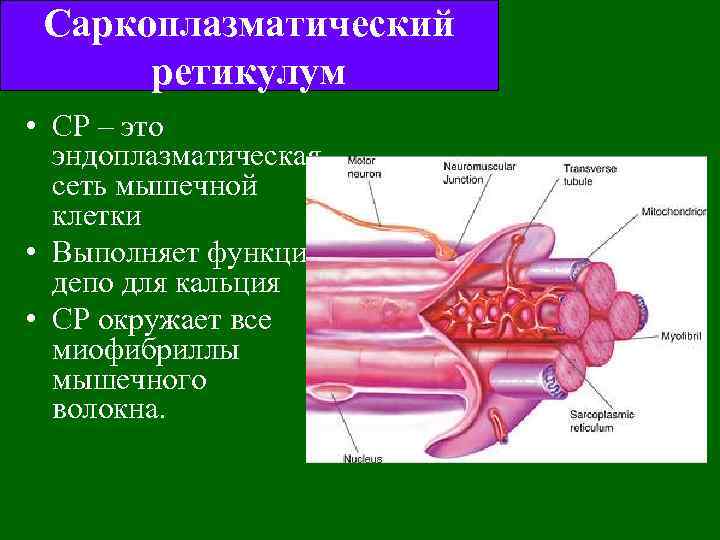 Саркоплазматический ретикулум • СР – это эндоплазматическая сеть мышечной клетки • Выполняет функции депо