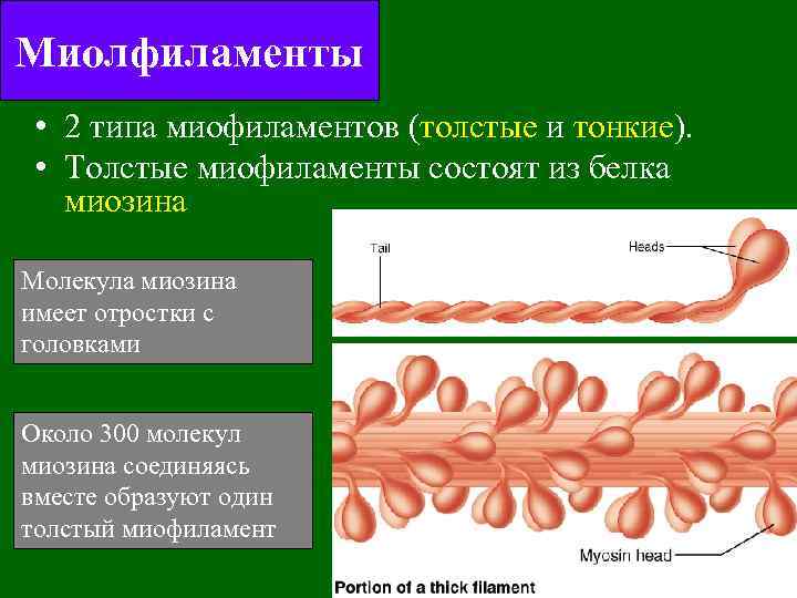 Высокий белок в мышцах