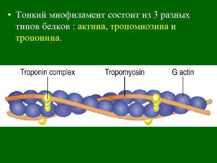  • Тонкий миофиламент состоит из 3 разных типов белков : актина, тропомиозина и