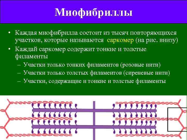 Миофибриллы • Каждая миофибрилла состоит из тысяч повторяющихся участков, которые называются саркомер (на рис.