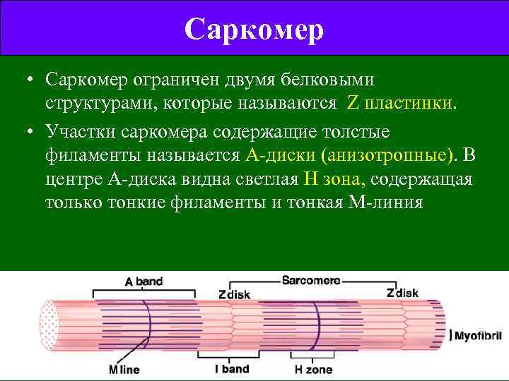 Саркомер