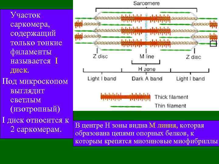 Участок саркомера, содержащий только тонкие филаменты называется I диск. Под микроскопом выглядит светлым (изотропный)