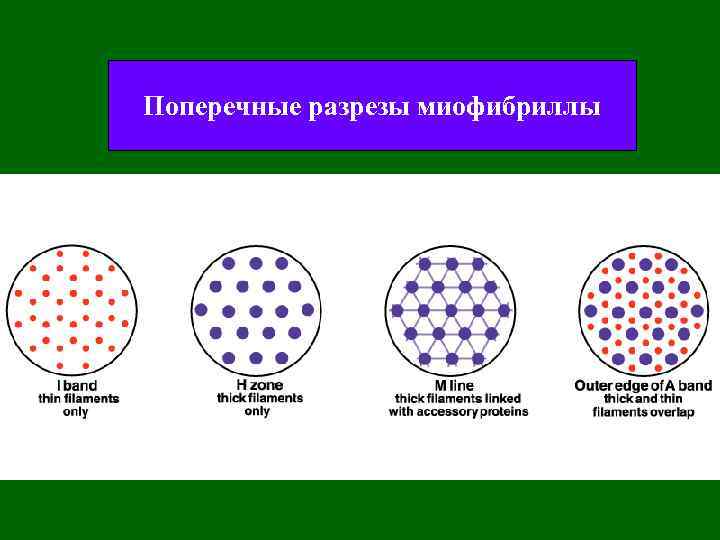 Поперечные разрезы миофибриллы 
