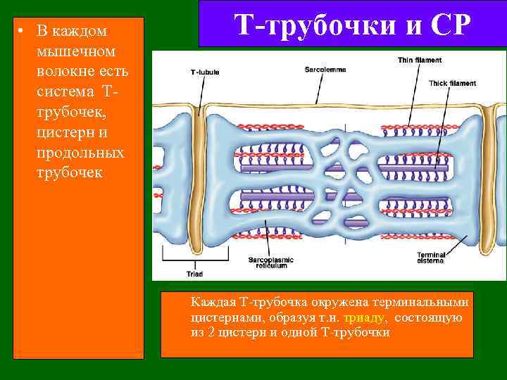  • В каждом мышечном волокне есть система Tтрубочек, цистерн и продольных трубочек Т-трубочки