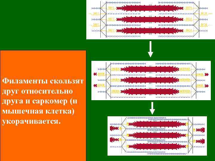 Филаменты скользят друг относительно друга и саркомер (и мышечная клетка) укорачивается. 