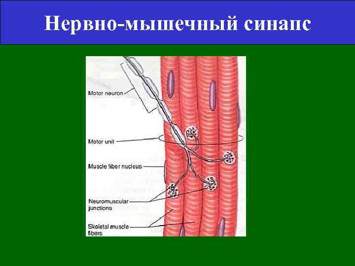 Нервно-мышечный синапс 