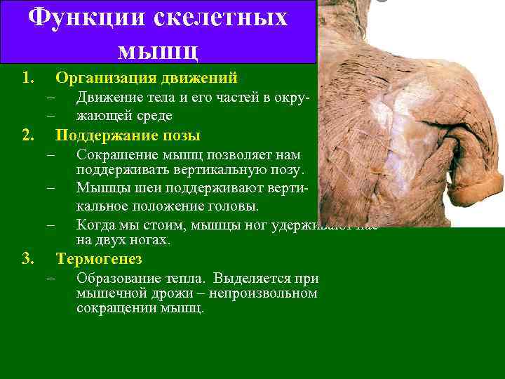Функции скелетных мышц 1. Организация движений – – 2. Движение тела и его частей