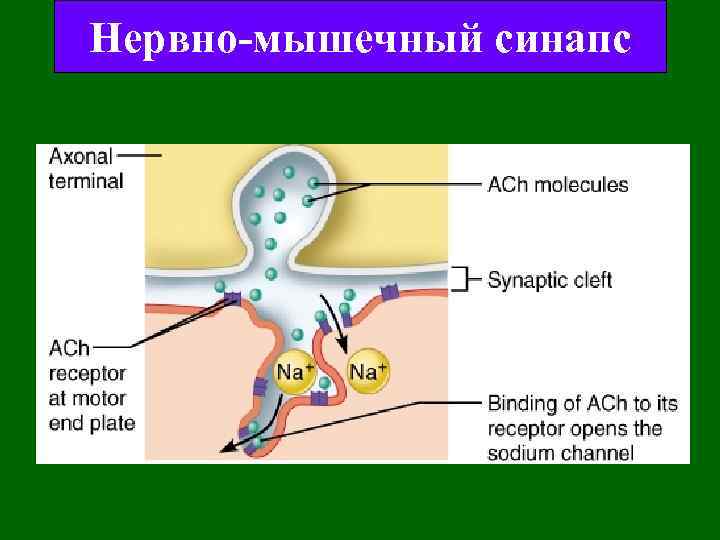 Нервно-мышечный синапс 