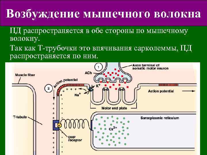 Каким путем происходит. Возбуждение мышечного волокна. Механизм возбуждения мышечного волокна. Механизм возбуждения и сокращения мышечного волокна. Распространение потенциала действия по мышцам.