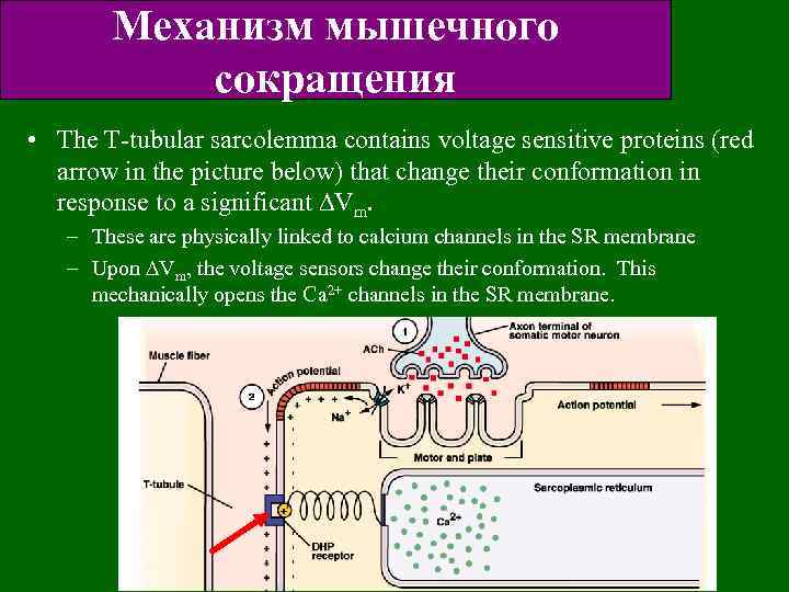 Механизм мышечного сокращения • The T-tubular sarcolemma contains voltage sensitive proteins (red arrow in