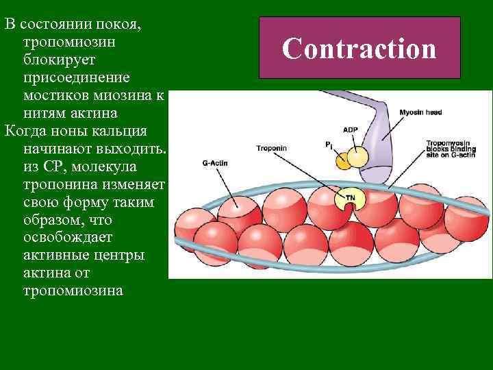 В состоянии покоя, тропомиозин блокирует присоединение мостиков миозина к нитям актина Когда ноны кальция