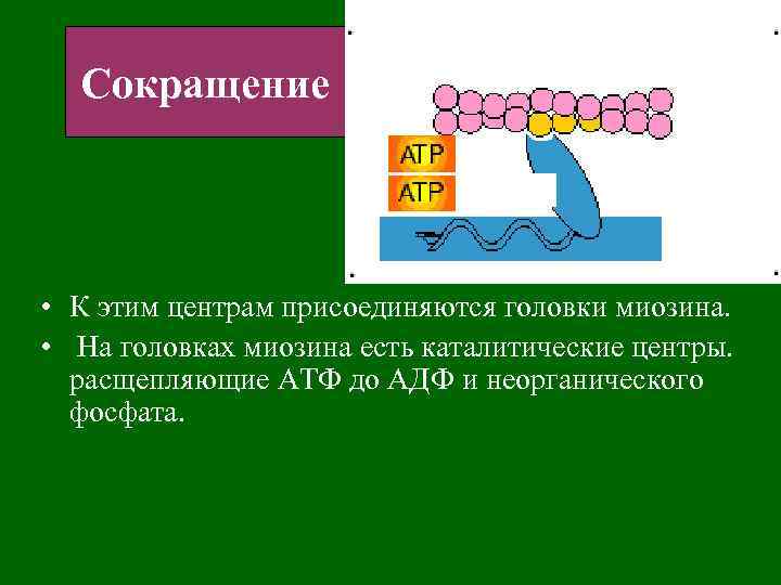 Сокращение • К этим центрам присоединяются головки миозина. • На головках миозина есть каталитические