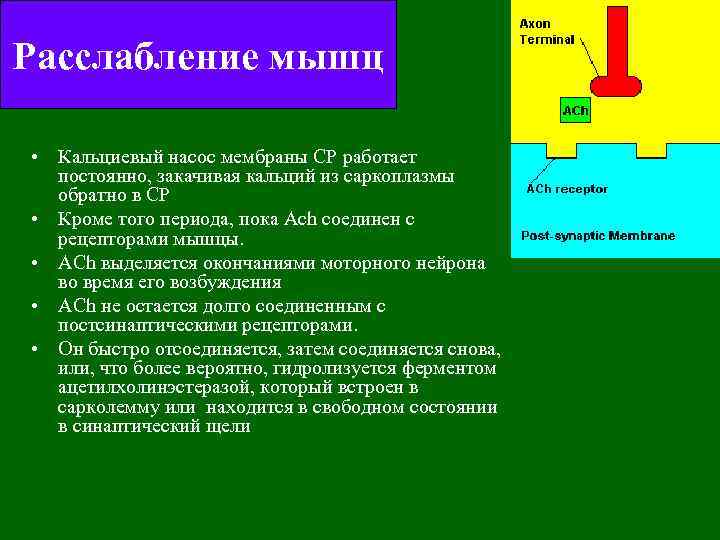Расслабление мышц • Кальциевый насос мембраны СР работает постоянно, закачивая кальций из саркоплазмы обратно