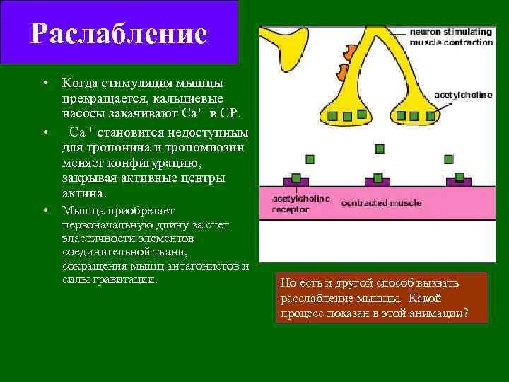 Раслабление • Когда стимуляция мышцы прекращается, кальциевые насосы закачивают Са+ в СР. • Са