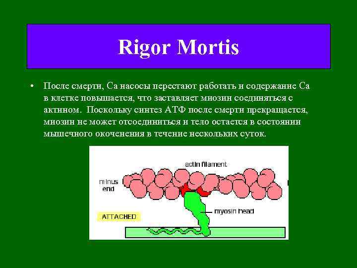 Rigor Mortis • После смерти, Са насосы перестают работать и содержание Са в клетке