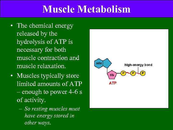 Muscle Metabolism • The chemical energy released by the hydrolysis of ATP is necessary