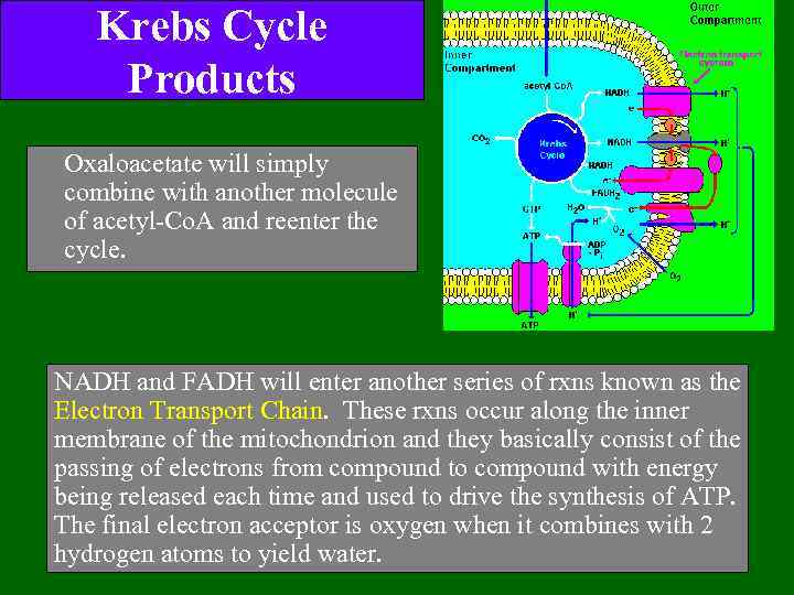 Krebs Cycle Products Oxaloacetate will simply combine with another molecule of acetyl-Co. A and