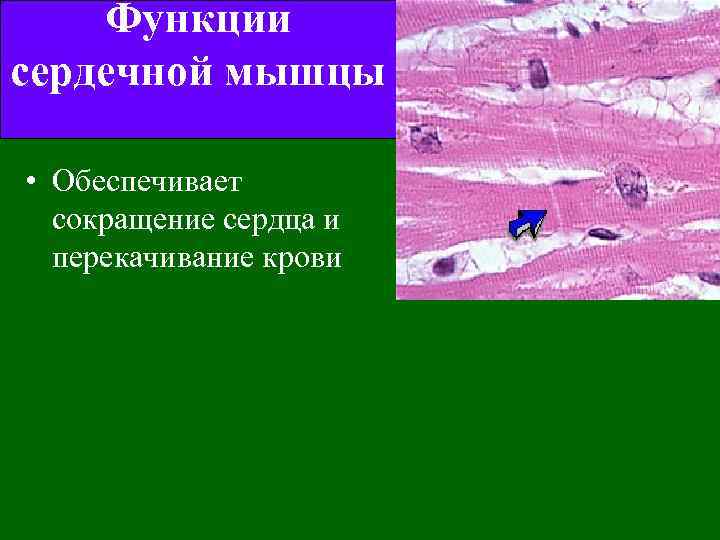 Функции сердечной мышцы • Обеспечивает сокращение сердца и перекачивание крови 