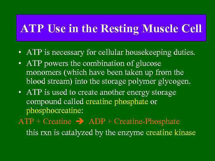 ATP Use in the Resting Muscle Cell • ATP is necessary for cellular housekeeping