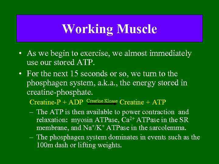 Working Muscle • As we begin to exercise, we almost immediately use our stored