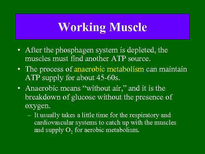 Working Muscle • After the phosphagen system is depleted, the muscles must find another