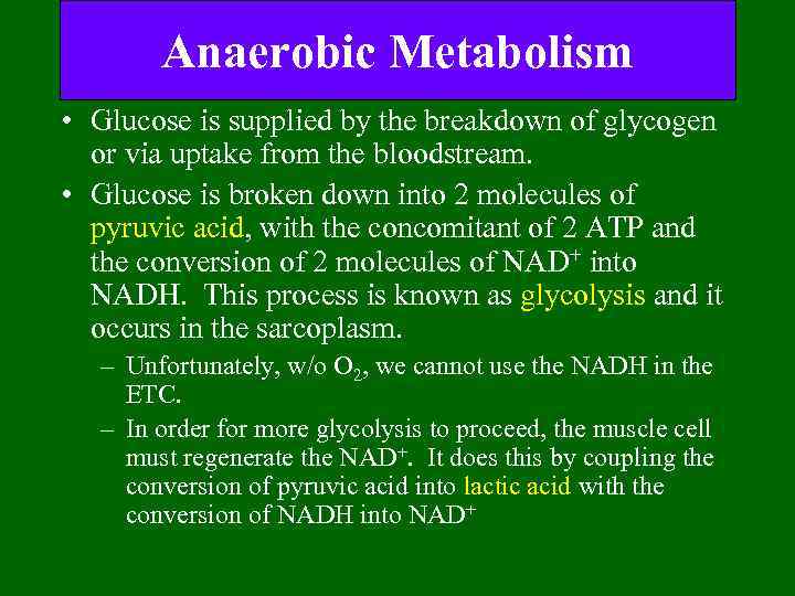 Anaerobic Metabolism • Glucose is supplied by the breakdown of glycogen or via uptake