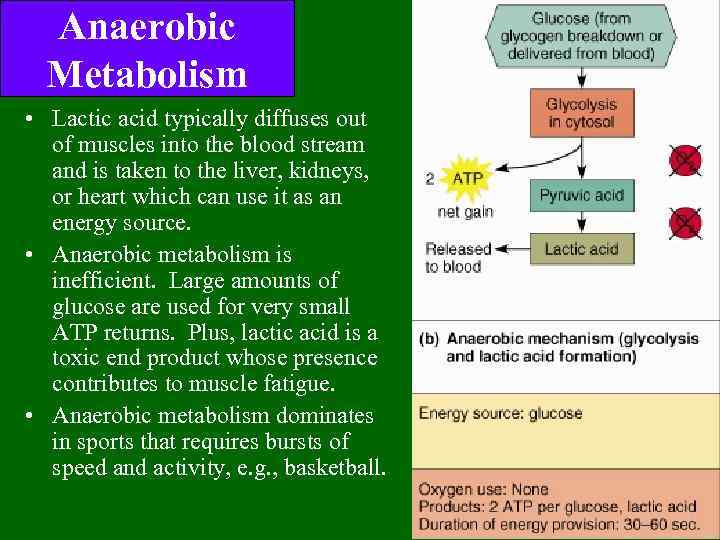 Anaerobic Metabolism • Lactic acid typically diffuses out of muscles into the blood stream