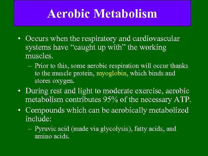 Aerobic Metabolism • Occurs when the respiratory and cardiovascular systems have “caught up with”