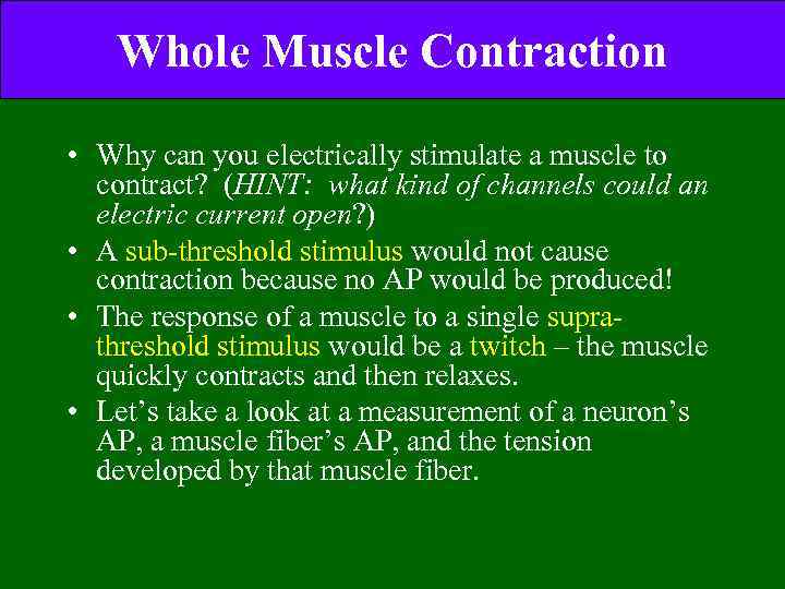 Whole Muscle Contraction • Why can you electrically stimulate a muscle to contract? (HINT: