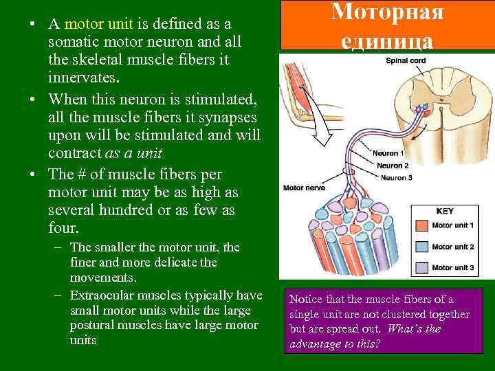  • A motor unit is defined as a somatic motor neuron and all