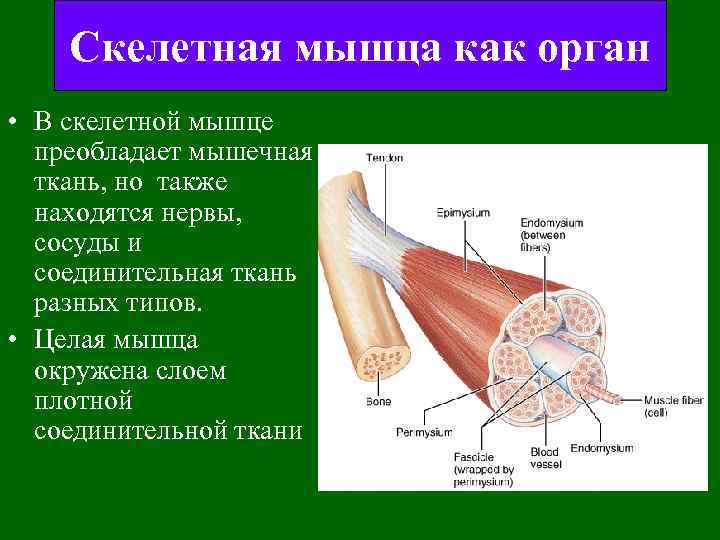 Скелетная мышца как орган • В скелетной мышце преобладает мышечная ткань, но также находятся
