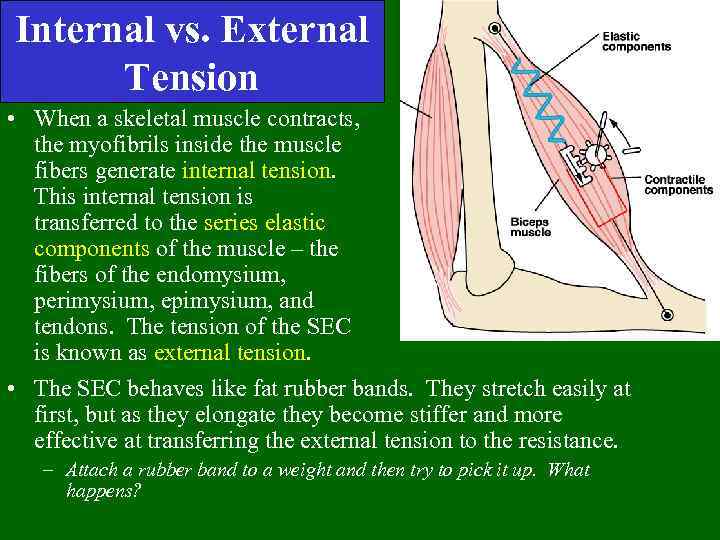 Internal vs. External Tension • When a skeletal muscle contracts, the myofibrils inside the