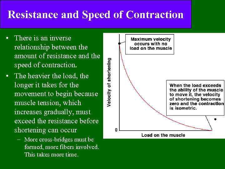 Resistance and Speed of Contraction • There is an inverse relationship between the amount