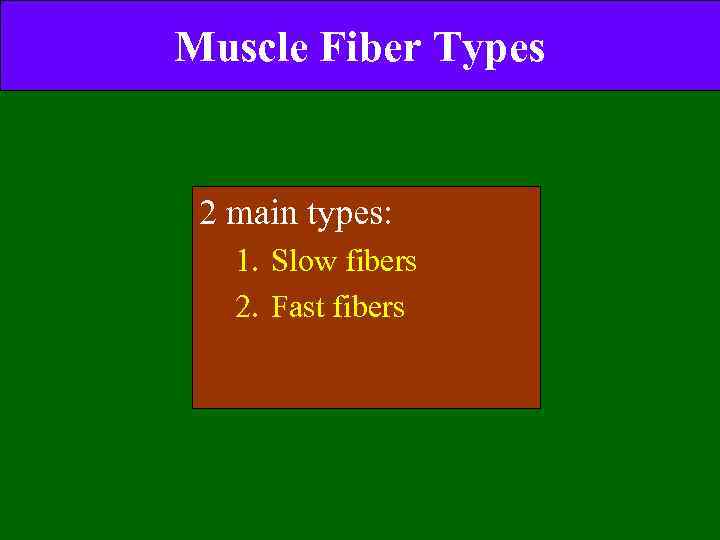 Muscle Fiber Types 2 main types: 1. Slow fibers 2. Fast fibers 