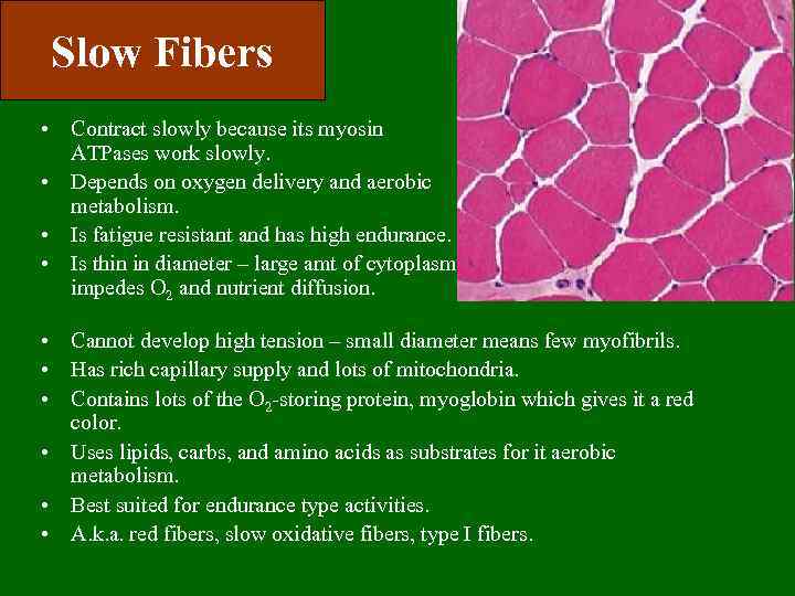 Slow Fibers • Contract slowly because its myosin ATPases work slowly. • Depends on
