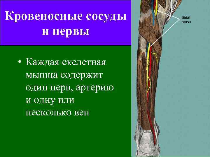 Кровеносные сосуды и нервы • Каждая скелетная мышца содержит один нерв, артерию и одну