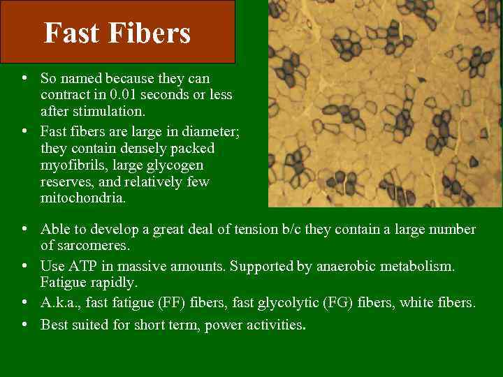 Fast Fibers • So named because they can contract in 0. 01 seconds or